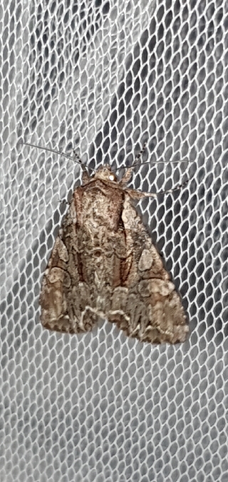 Lacanobia thalassina  - Melchior Viallet