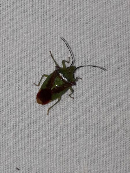Acanthosoma haemorrhoidale  - Sylvain Lethuillier