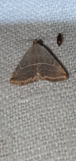 Glossodice polygramma  - Melchior Viallet