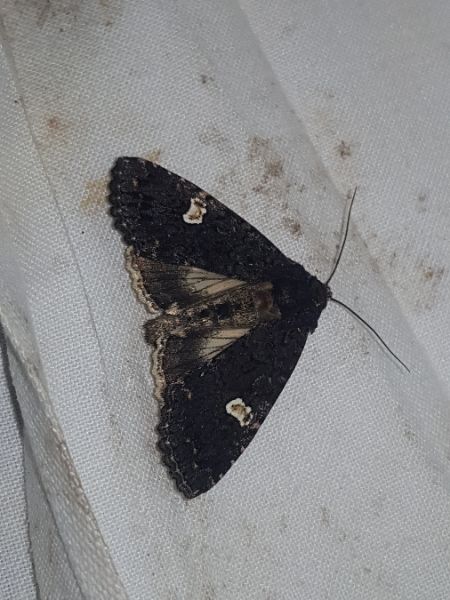 Melanchra persicariae  - Thomas Lux