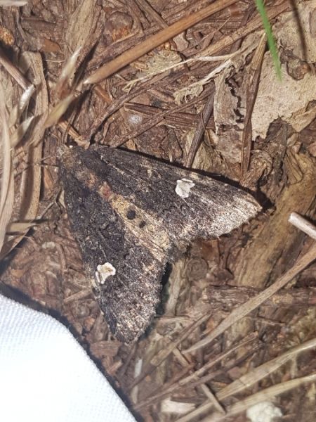 Melanchra persicariae  - Thomas Lux
