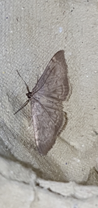 Anania fuscalis  - Melchior Viallet