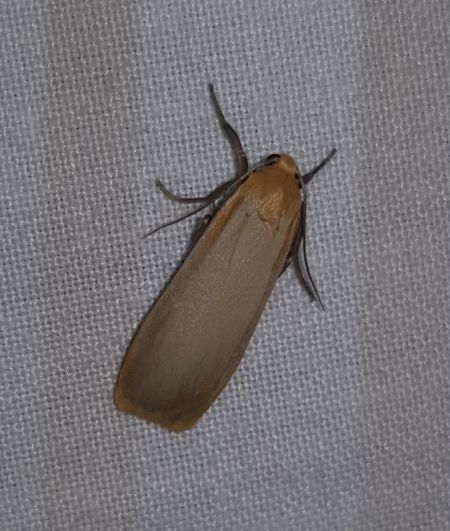 Lithosie déprimée (L. ocre)  - Thomas Lux