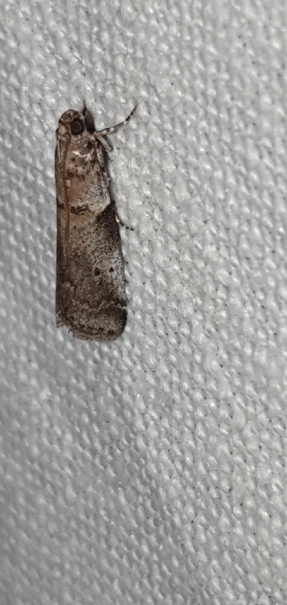 Acrobasis glaucella  - Melchior Viallet