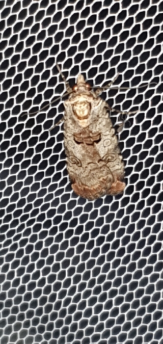 Epilecta linogrisea  - Melchior Viallet