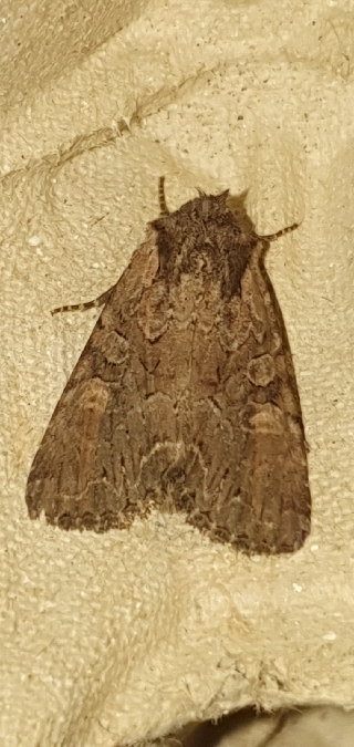 Lacanobia aliena  - Melchior Viallet