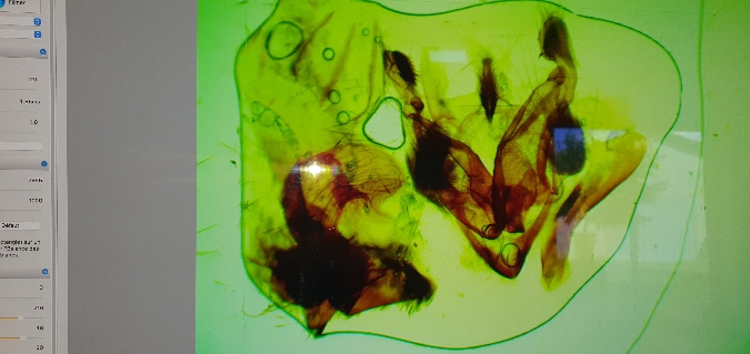 Lacanobia aliena  - Melchior Viallet