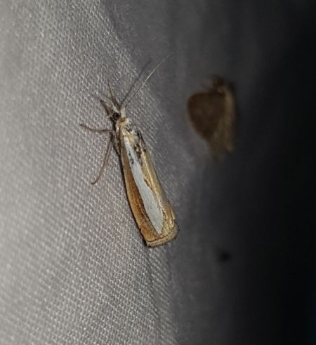 Catoptria margaritella  - Thomas Lux