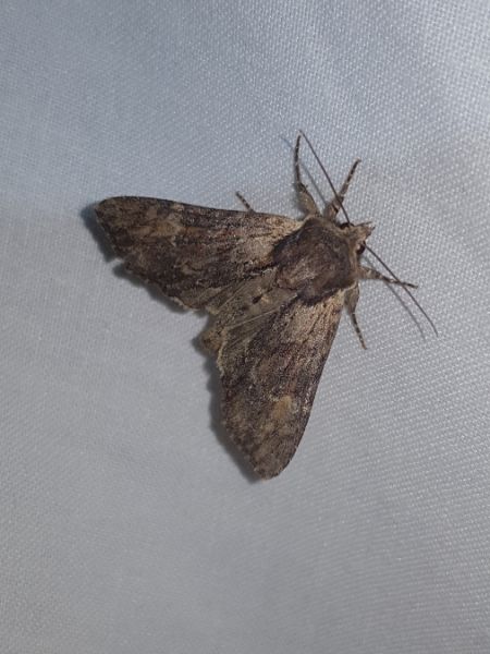 Polia bombycina  - Thomas Lux