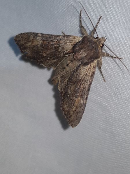 Polia bombycina  - Thomas Lux