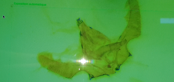 Ancylis comptana  - Melchior Viallet