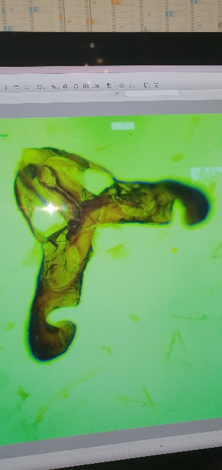 Dichrorampha ligulana  - Melchior Viallet