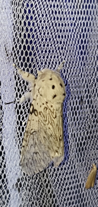 Hermine  - Melchior Viallet