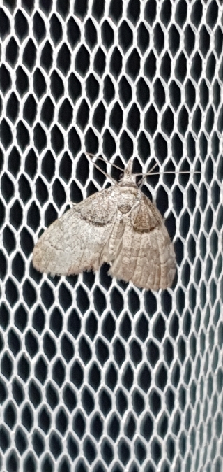 Nola cucullatella  - Melchior Viallet