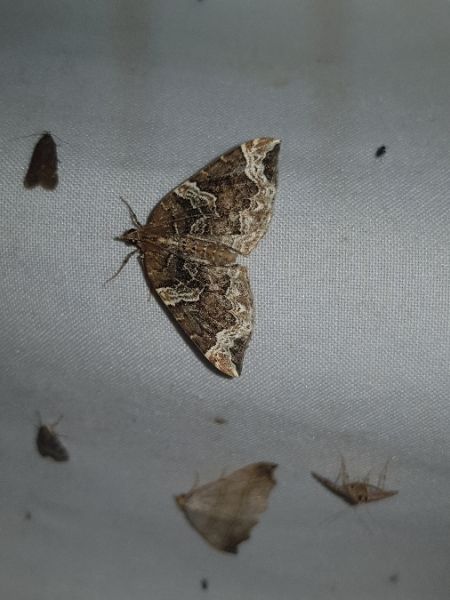 Eulithis prunata  - Thomas Lux