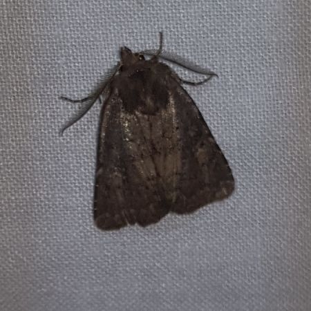 Rusina ferruginea  - Thomas Lux