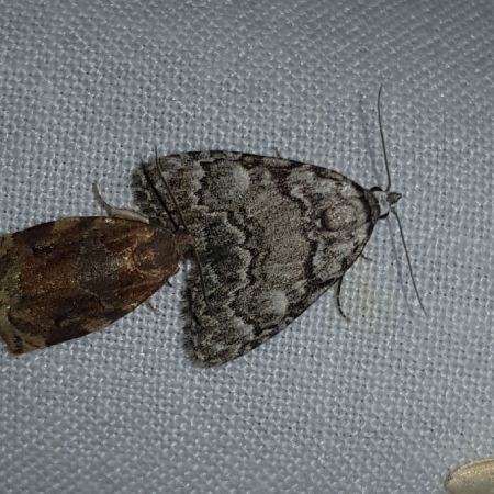 Meganola strigula  - Thomas Lux
