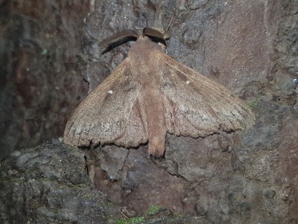Bombyx du Pin  - Thomas Lux