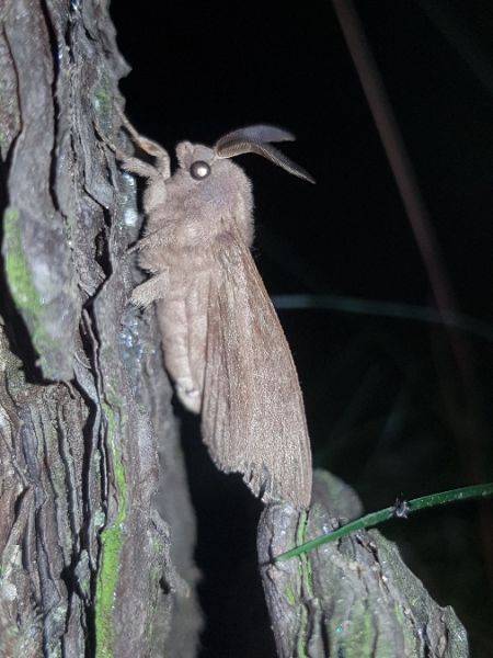 Dendrolimus pini  - Thomas Lux