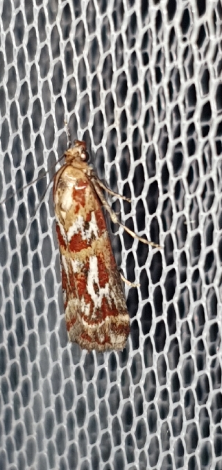 Acrobasis porphyrella  - Melchior Viallet
