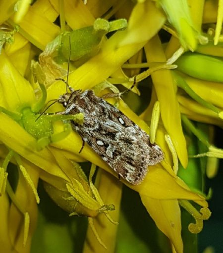 Lycophotia porphyrea  - Thomas Lux
