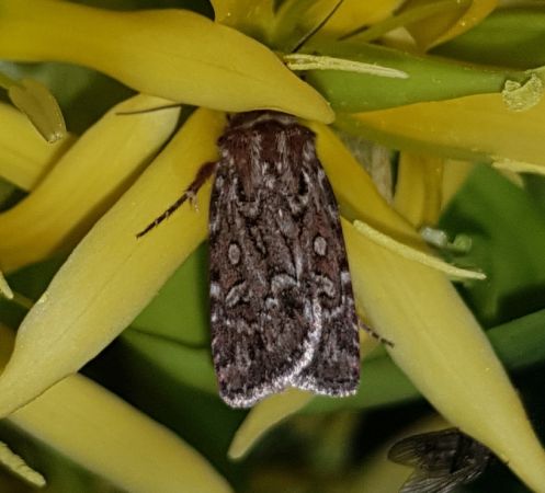 Lycophotia porphyrea  - Thomas Lux