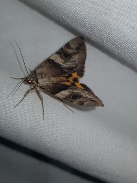 Catocala fulminea  - Thomas Lux