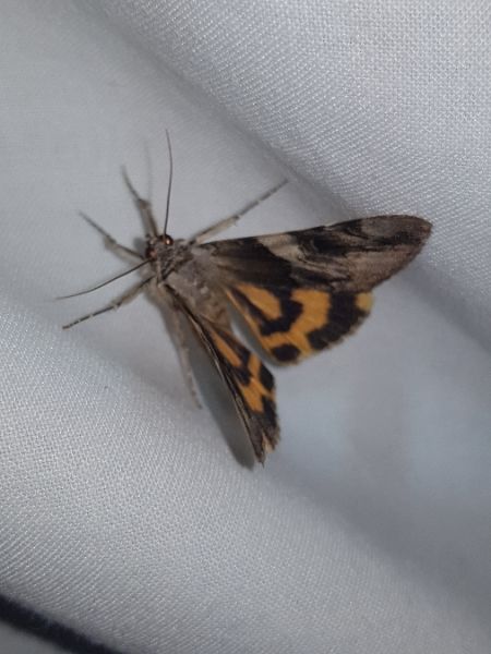 Catocala fulminea  - Thomas Lux
