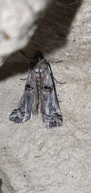 Pempelia palumbella  - Melchior Viallet