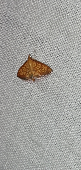 Ecpyrrhorrhoe rubiginalis  - Melchior Viallet