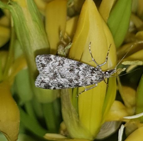 Eudonia truncicolella  - Thomas Lux