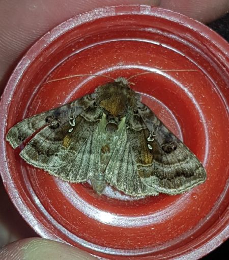 Autographa pulchrina  - Thomas Lux