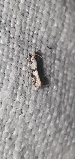 Infurcitinea atrifasciella  - Melchior Viallet