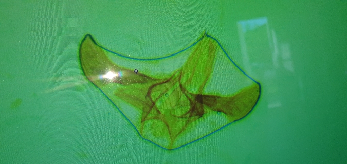 Infurcitinea atrifasciella  - Melchior Viallet