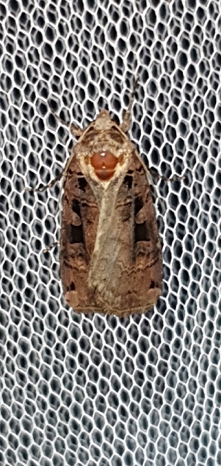 Xestia triangulum  - Melchior Viallet