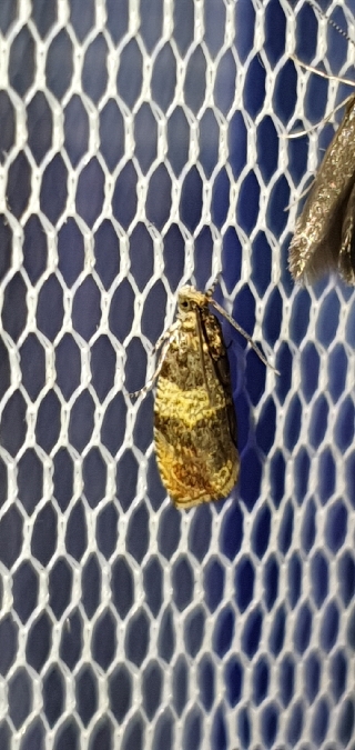 Celypha aurofasciana  - Melchior Viallet