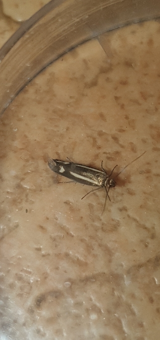 Scythris knochella  - Melchior Viallet
