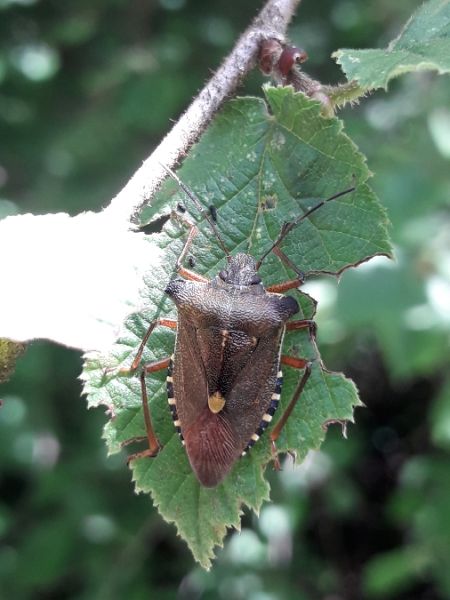 Pentatoma rufipes  - Sylvain Lethuillier