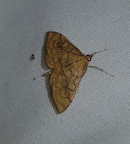 Anania verbascalis  - Thomas Lux