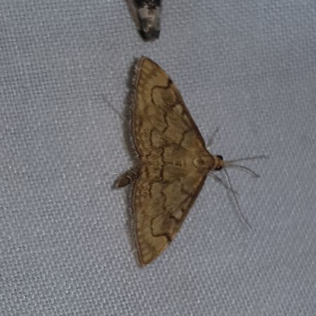 Anania verbascalis  - Thomas Lux