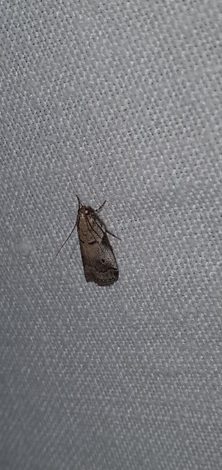 Acrobasis glaucella  - Melchior Viallet
