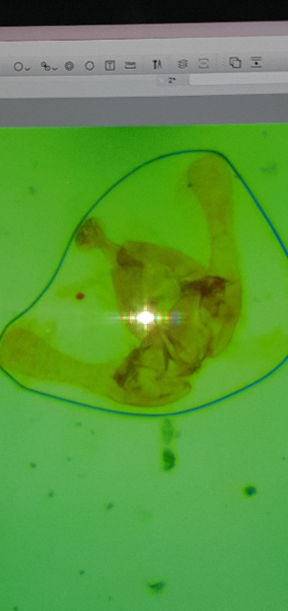 Endothenia pauperculana  - Melchior Viallet