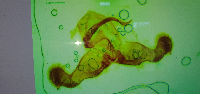 Dichrorampha vancouverana  - Melchior Viallet