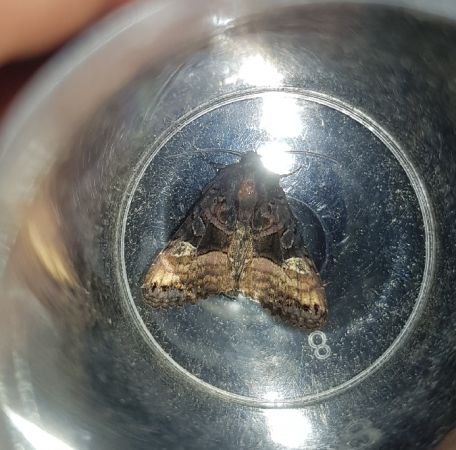 Euplexia lucipara  - Thomas Lux