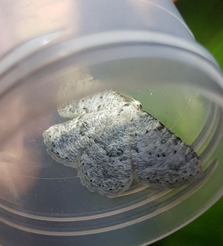 Elophos dilucidaria  - Thomas Lux