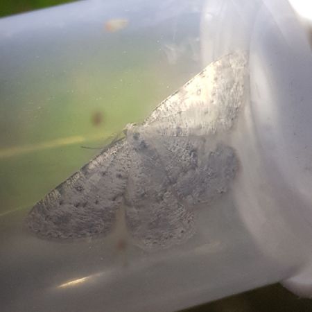 Elophos dilucidaria  - Thomas Lux