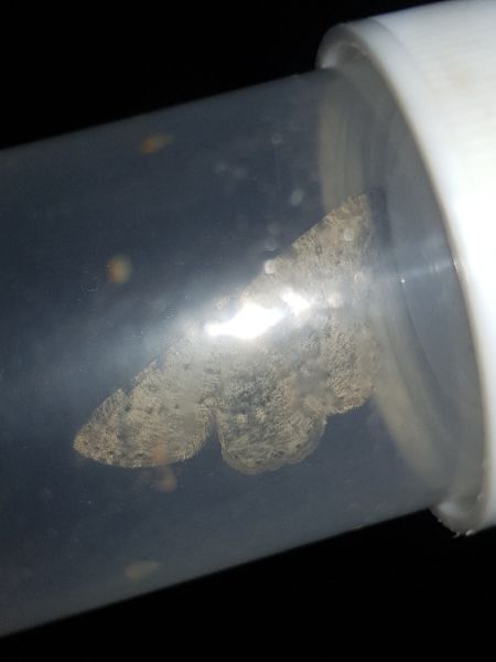 Elophos dilucidaria  - Thomas Lux