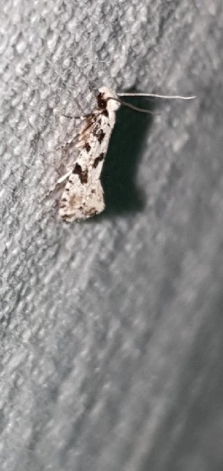 Nemapogon nevadella  - Melchior Viallet