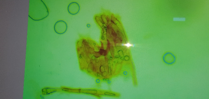 Nemapogon nevadella  - Melchior Viallet