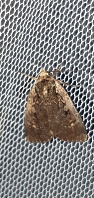 Eugraphe sigma  - Melchior Viallet